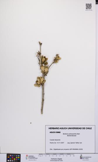Berberis actinacantha [Espécimen: UCH:AGUCH:0053682]