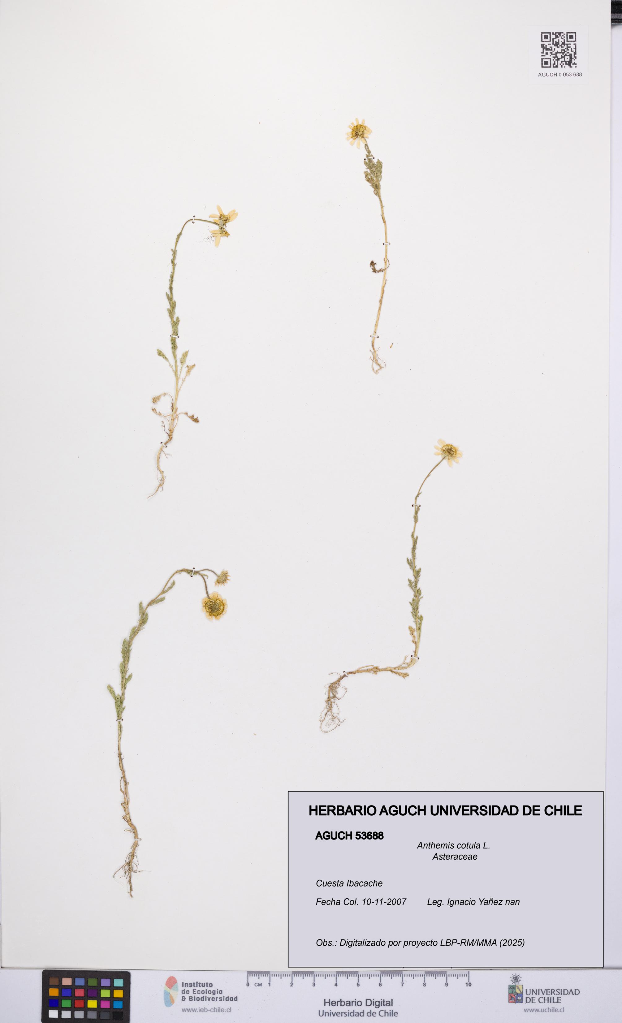 Anthemis cotula [Espécimen: UCH:AGUCH:0053688]