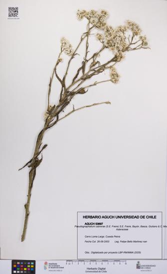 Pseudognaphalium cabrerae [Espécimen: UCH:AGUCH:0053697]