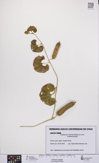 Aristolochia chilensis [Espécimen: UCH:AGUCH:0053698]