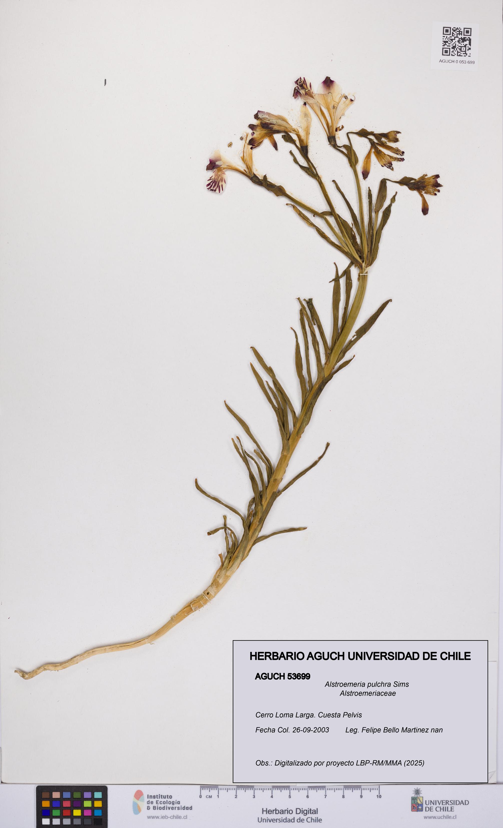 Alstroemeria pulchra [Espécimen: UCH:AGUCH:0053699]
