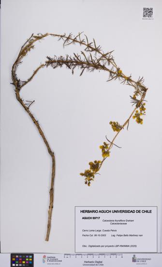 Calceolaria thyrsiflora [Espécimen: UCH:AGUCH:0053717]