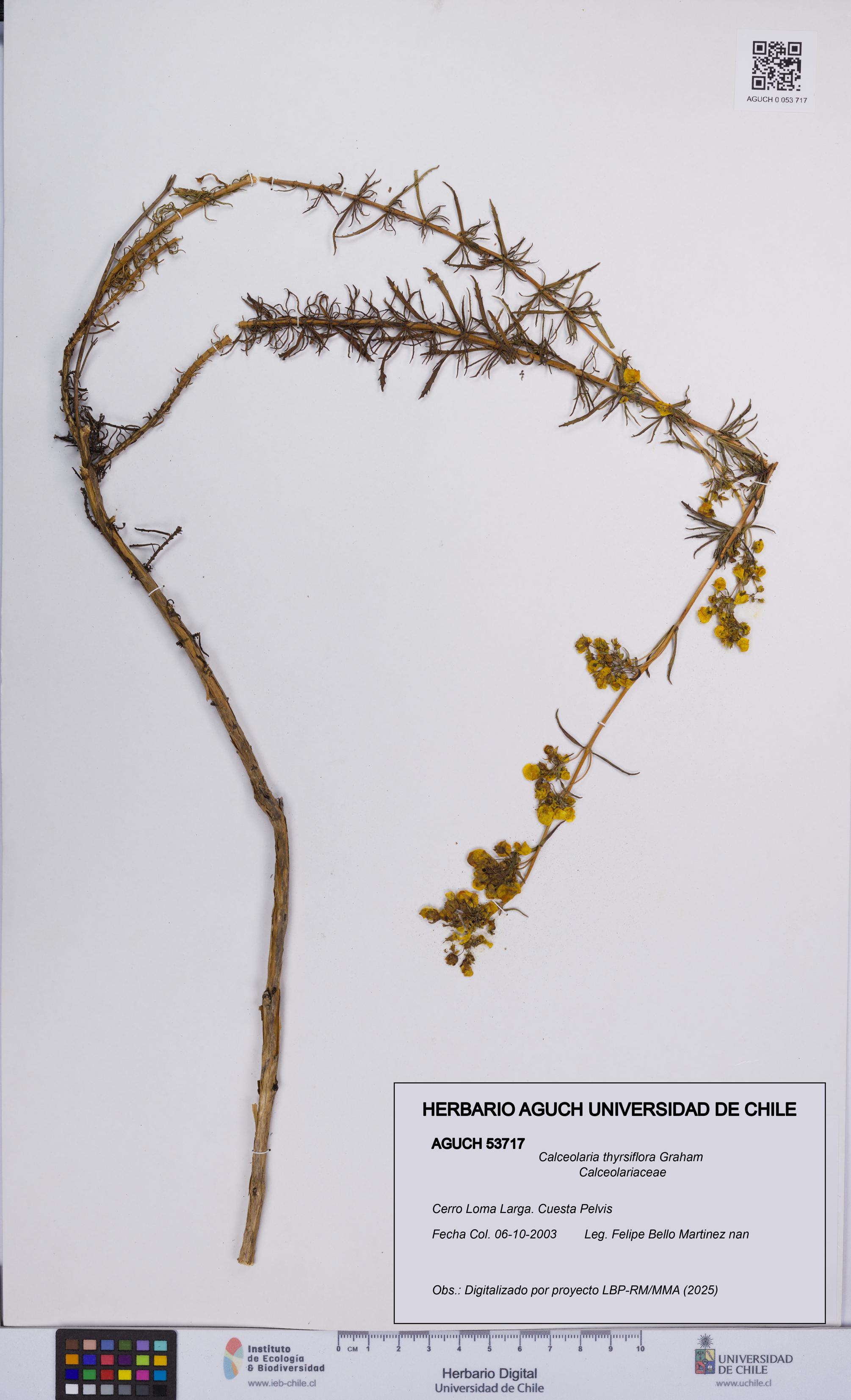 Calceolaria thyrsiflora [Espécimen: UCH:AGUCH:0053717]