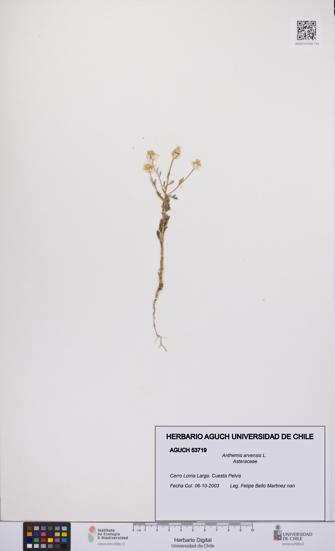 Anthemis arvensis [Espécimen: UCH:AGUCH:0053719]