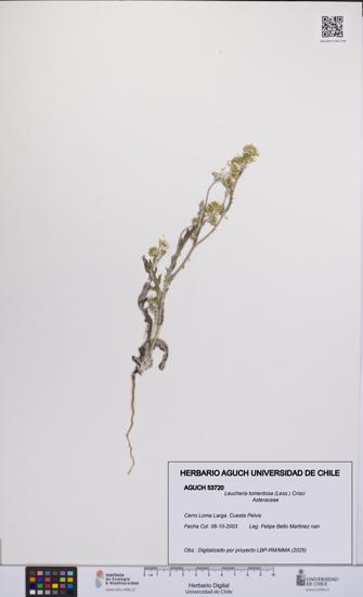 Leucheria tomentosa [Espécimen: UCH:AGUCH:0053720]