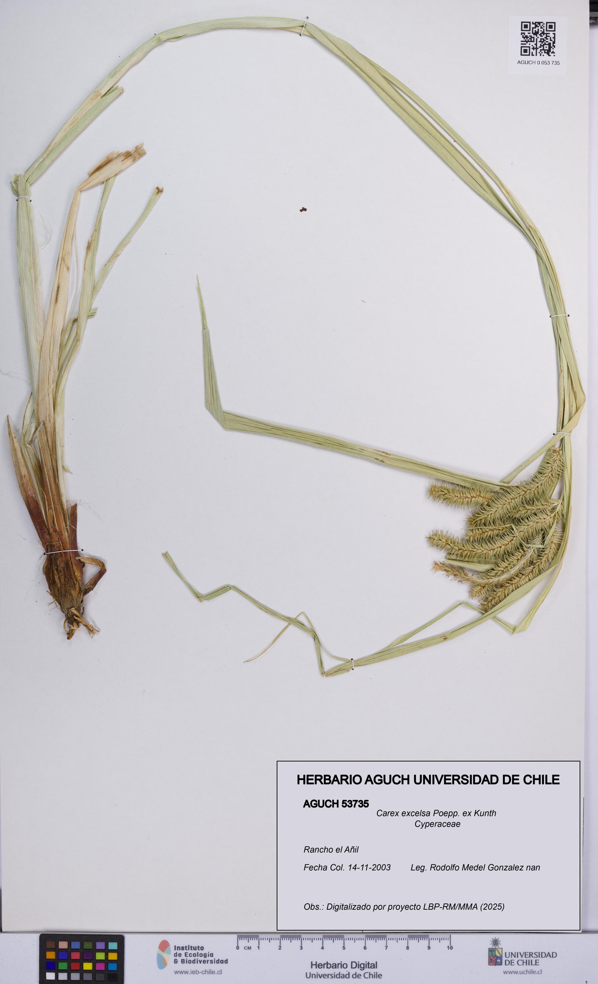 Carex excelsa [Espécimen: UCH:AGUCH:0053735]