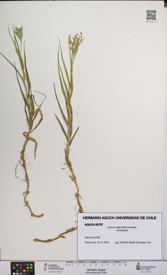 Juncus cyperoides [Espécimen: UCH:AGUCH:0053737]