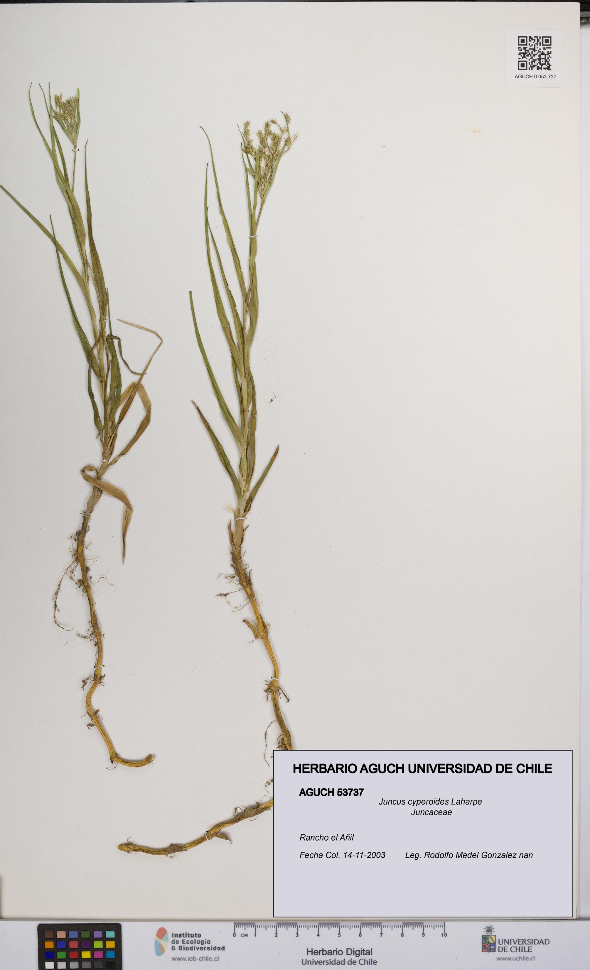 Juncus cyperoides [Espécimen: UCH:AGUCH:0053737]