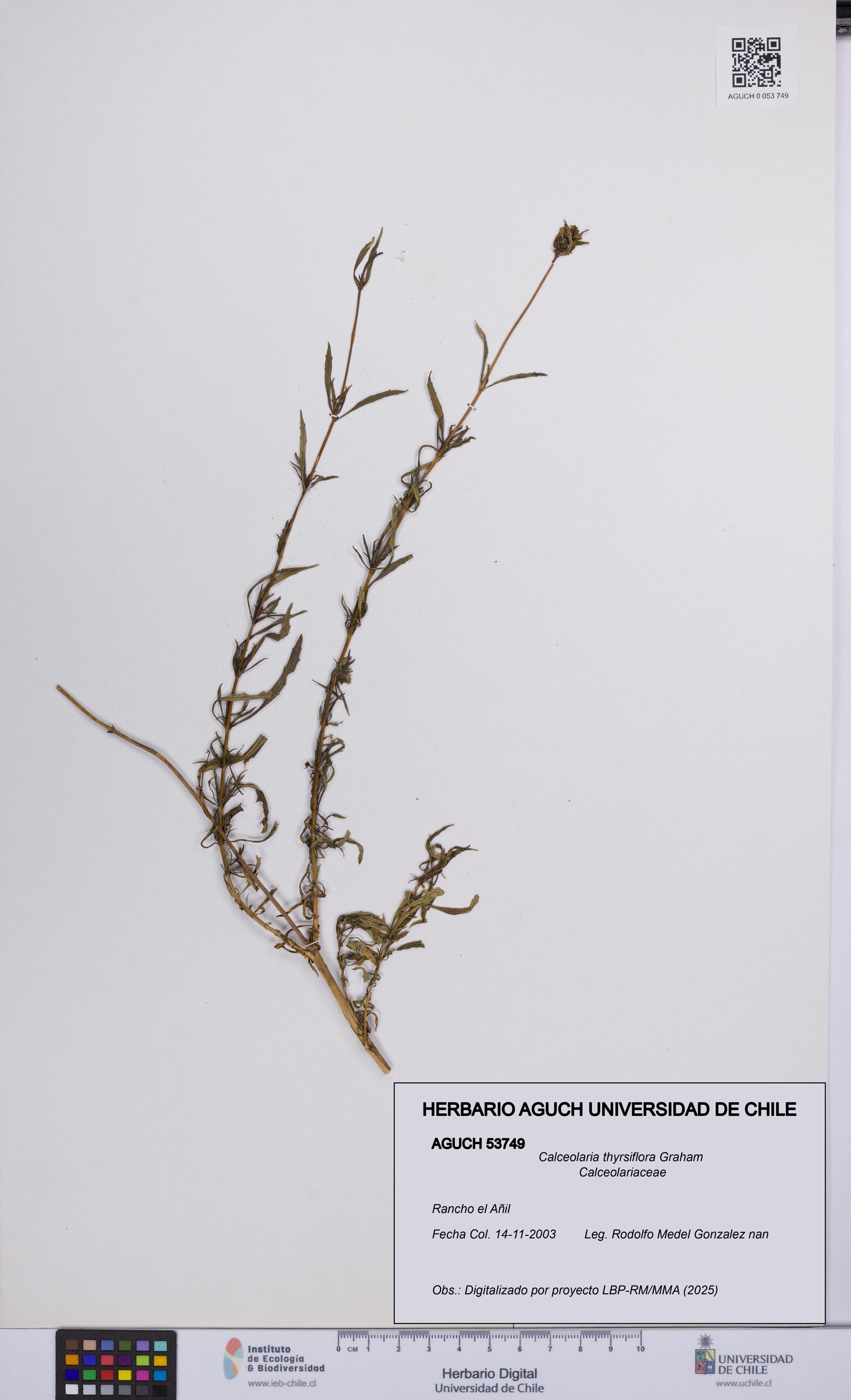 Calceolaria thyrsiflora [Espécimen: UCH:AGUCH:0053749]