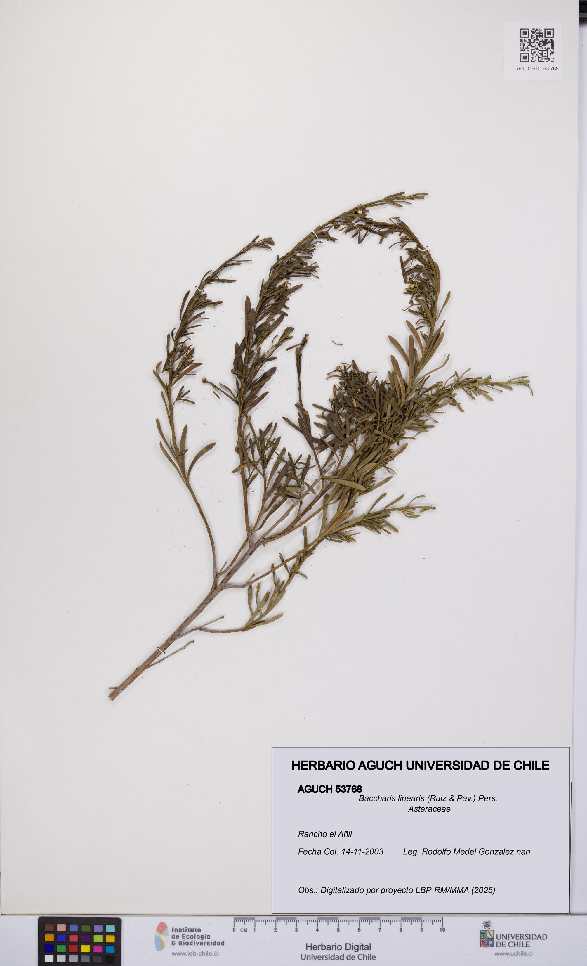 Baccharis linearis [Espécimen: UCH:AGUCH:0053768]