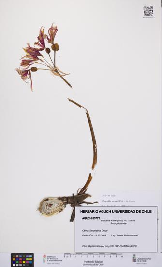 Phycella arzae [Espécimen: UCH:AGUCH:0053773]