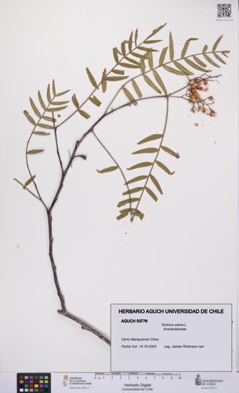 Schinus areira [Espécimen: UCH:AGUCH:0053776]
