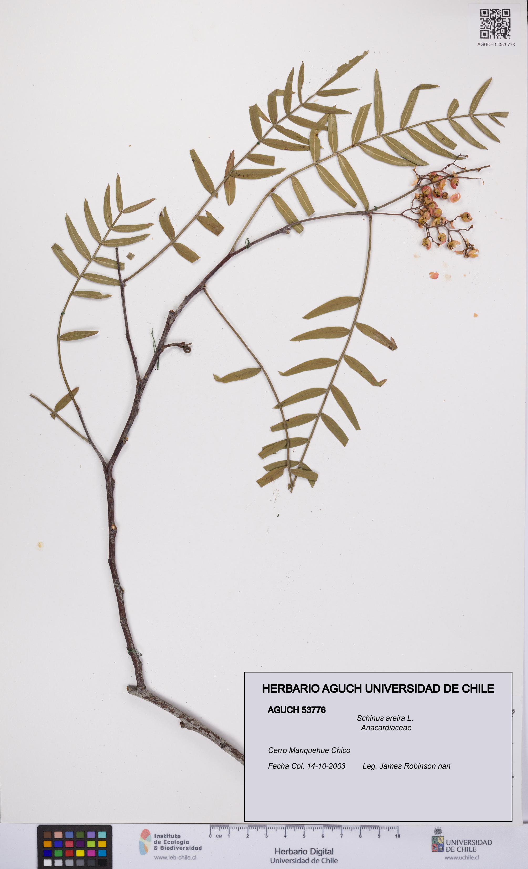 Schinus areira [Espécimen: UCH:AGUCH:0053776]