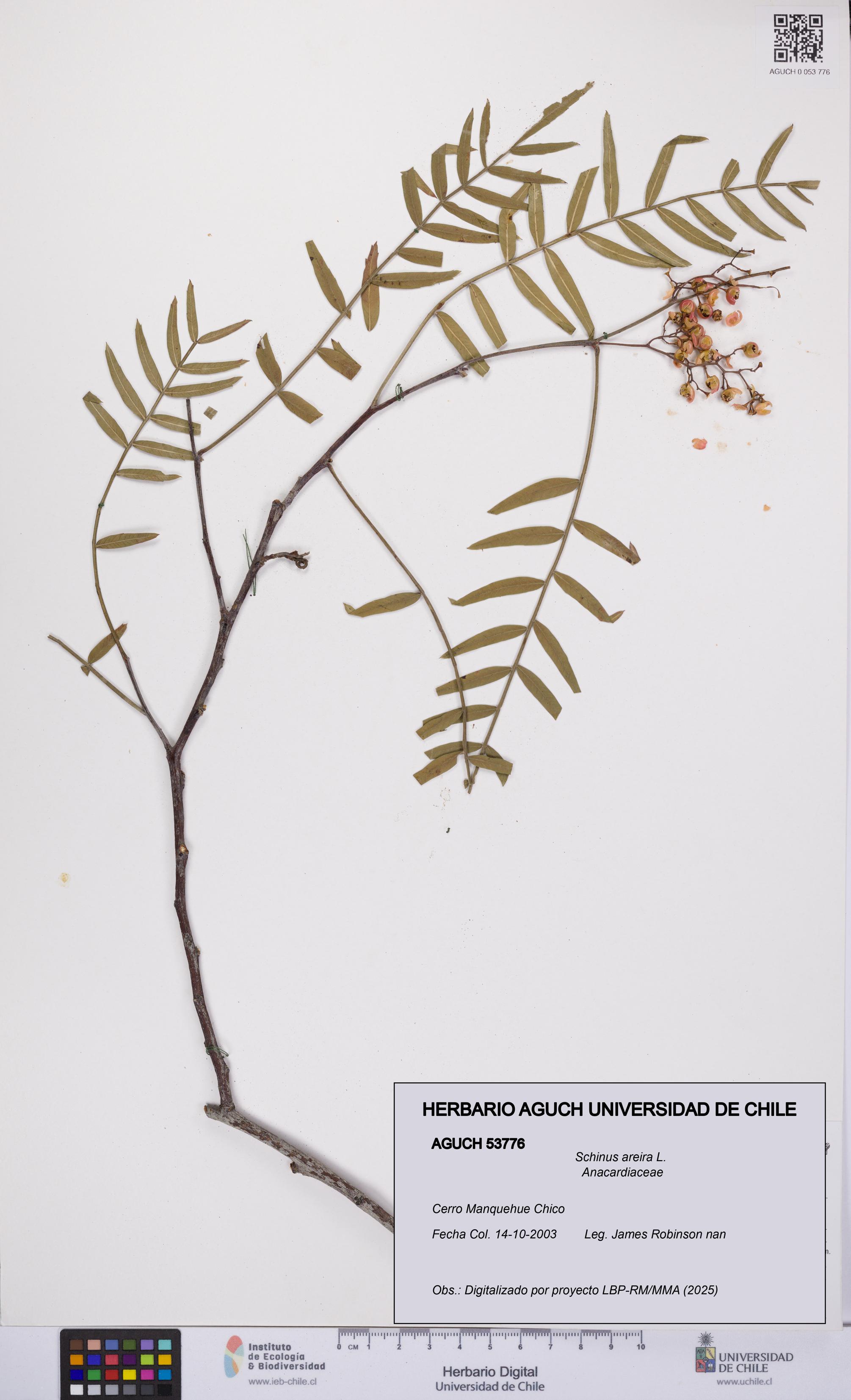 Schinus areira [Espécimen: UCH:AGUCH:0053776]