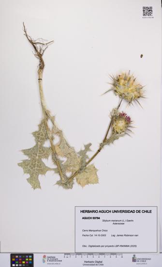 Silybum marianum [Espécimen: UCH:AGUCH:0053784]