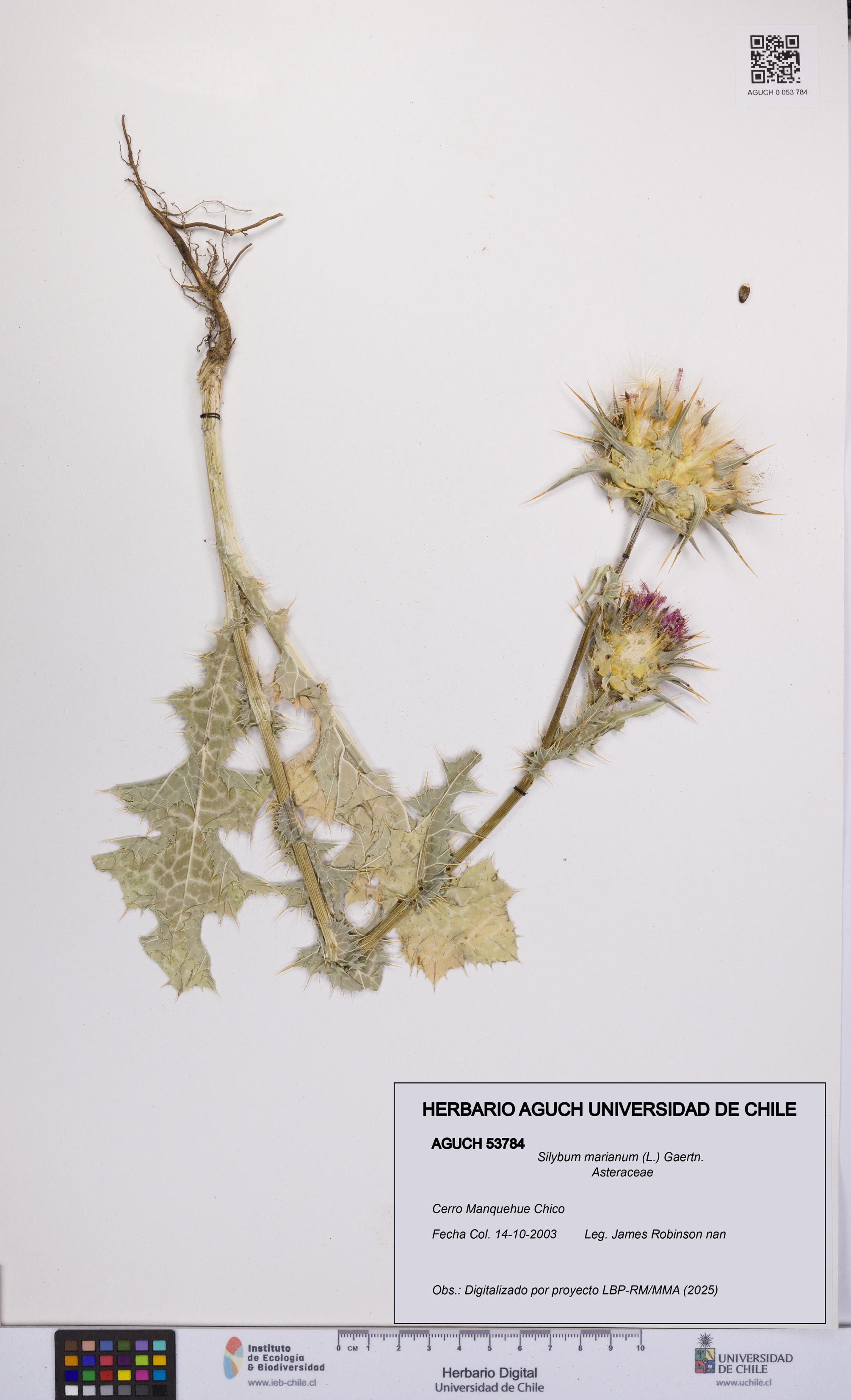 Silybum marianum [Espécimen: UCH:AGUCH:0053784]