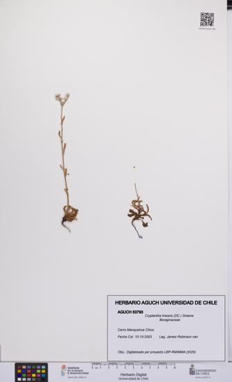 Cryptantha linearis [Espécimen: UCH:AGUCH:0053793]