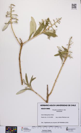 Proustia cuneifolia [Espécimen: UCH:AGUCH:0053802]