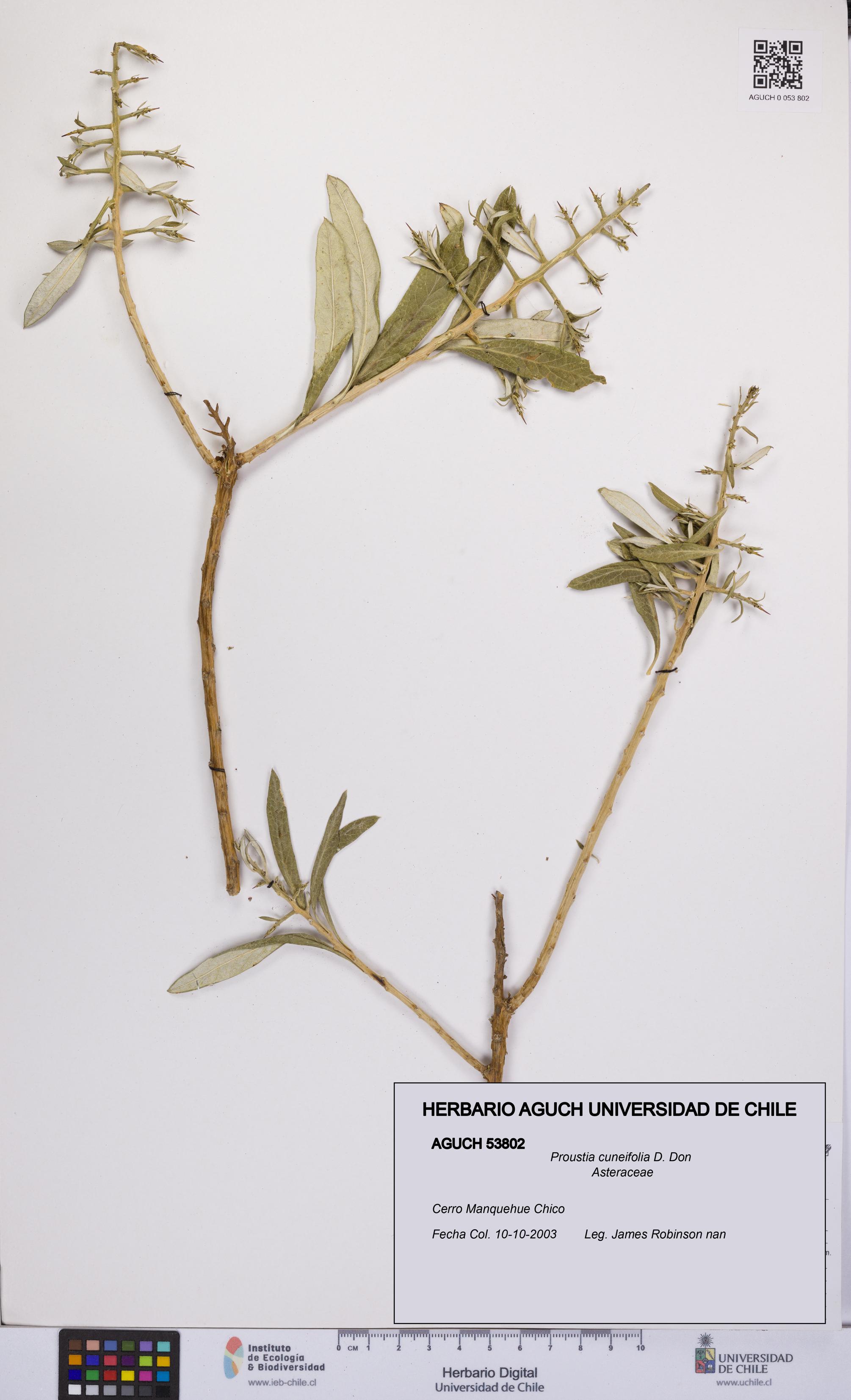 Proustia cuneifolia [Espécimen: UCH:AGUCH:0053802]