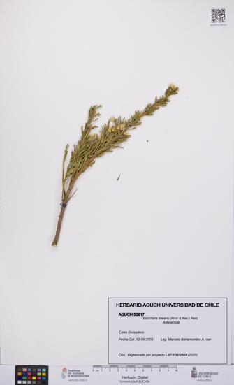 Baccharis linearis [Espécimen: UCH:AGUCH:0053817]