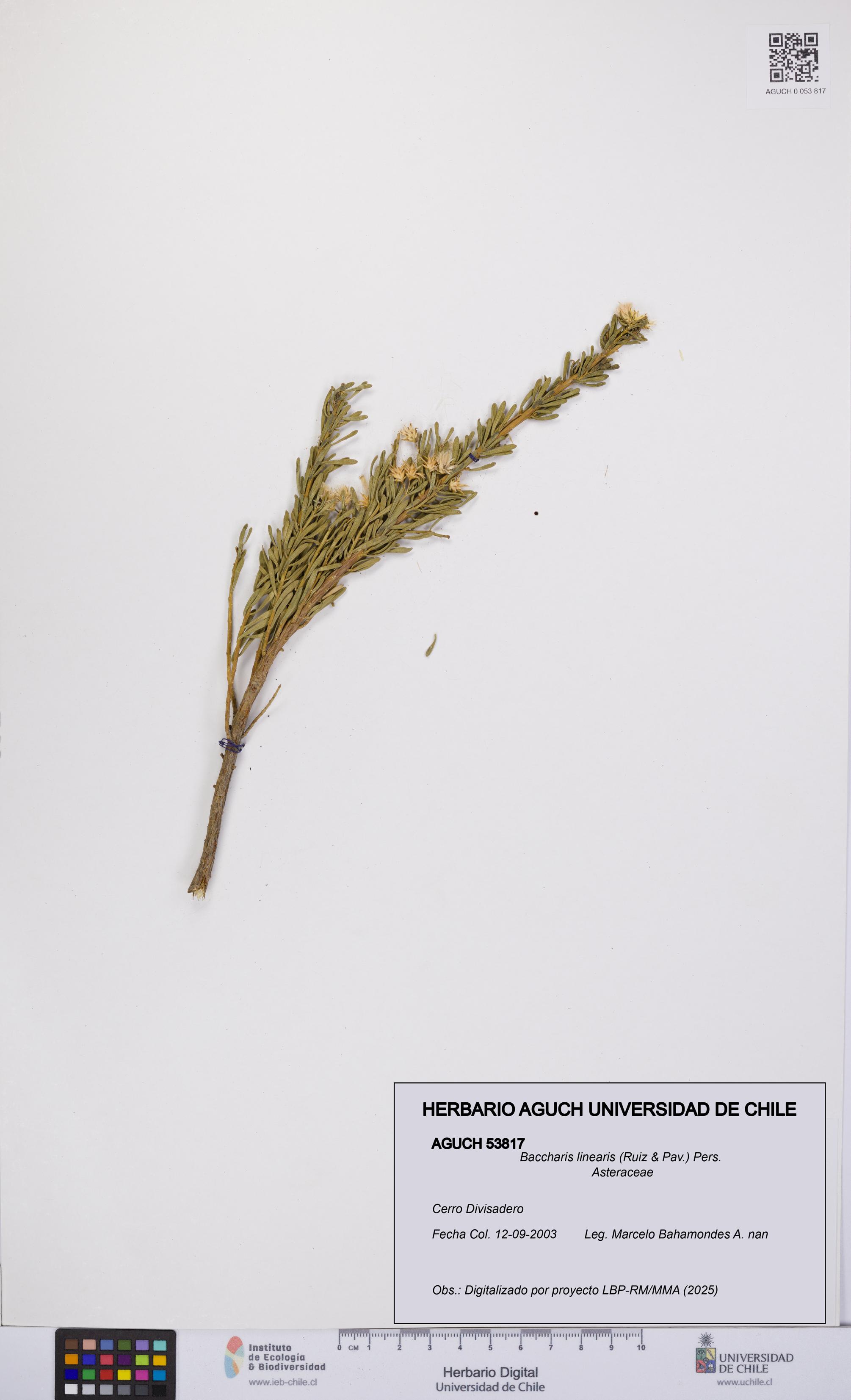 Baccharis linearis [Espécimen: UCH:AGUCH:0053817]