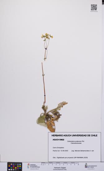 Calceolaria pratensis [Espécimen: UCH:AGUCH:0053822]