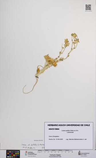 Loasa pallida [Espécimen: UCH:AGUCH:0053824]