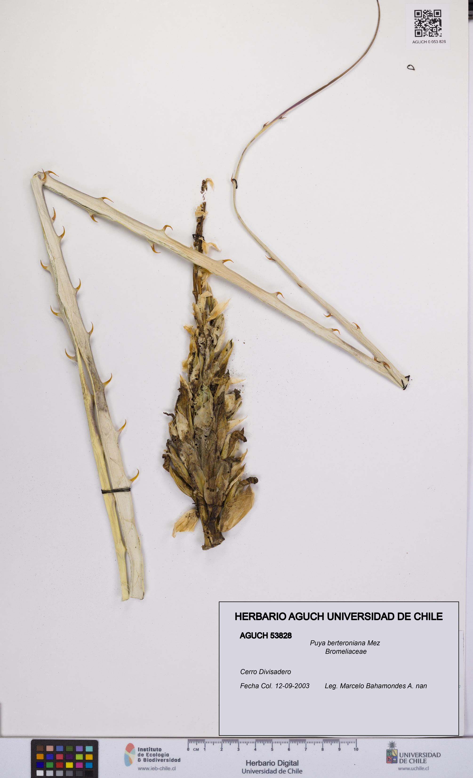 Puya berteroniana [Espécimen: UCH:AGUCH:0053828]