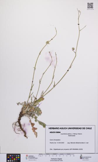 Leucheria salina [Espécimen: UCH:AGUCH:0053834]