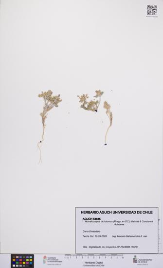 Homalocarpus dichotomus [Espécimen: UCH:AGUCH:0053835]