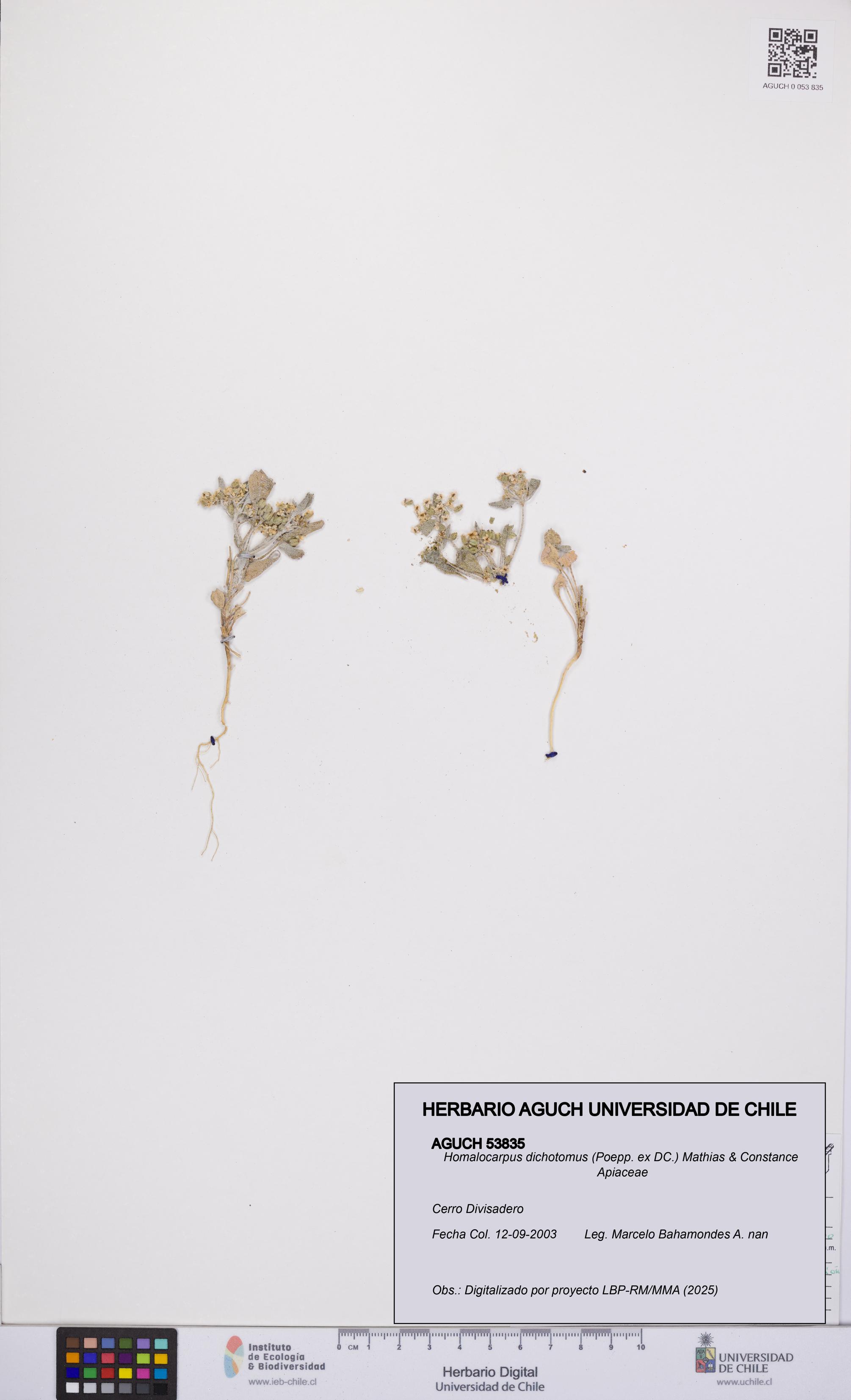 Homalocarpus dichotomus [Espécimen: UCH:AGUCH:0053835]