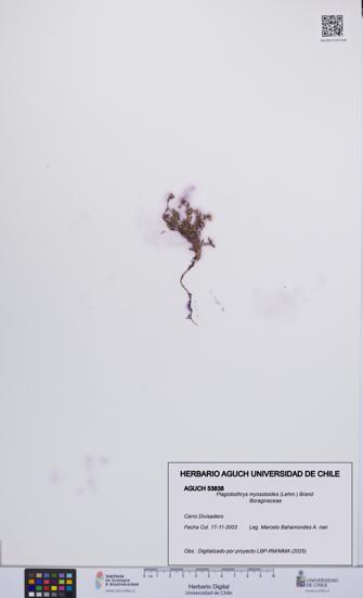 Plagiobothrys myosotoides [Espécimen: UCH:AGUCH:0053838]