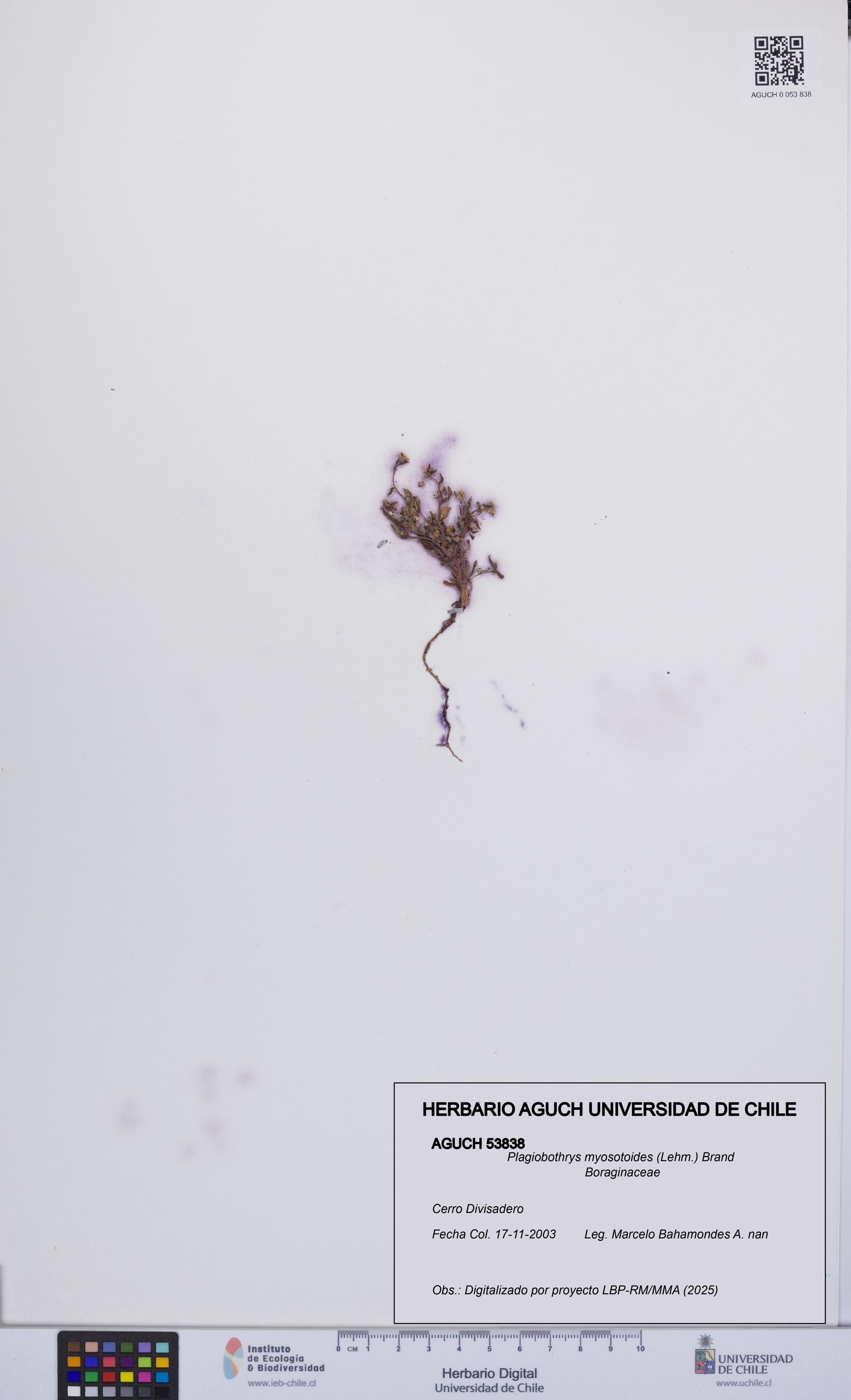 Plagiobothrys myosotoides [Espécimen: UCH:AGUCH:0053838]