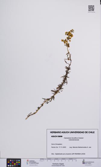 Calceolaria thyrsiflora [Espécimen: UCH:AGUCH:0053839]