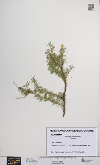 Adesmia confusa [Espécimen: UCH:AGUCH:0053840]