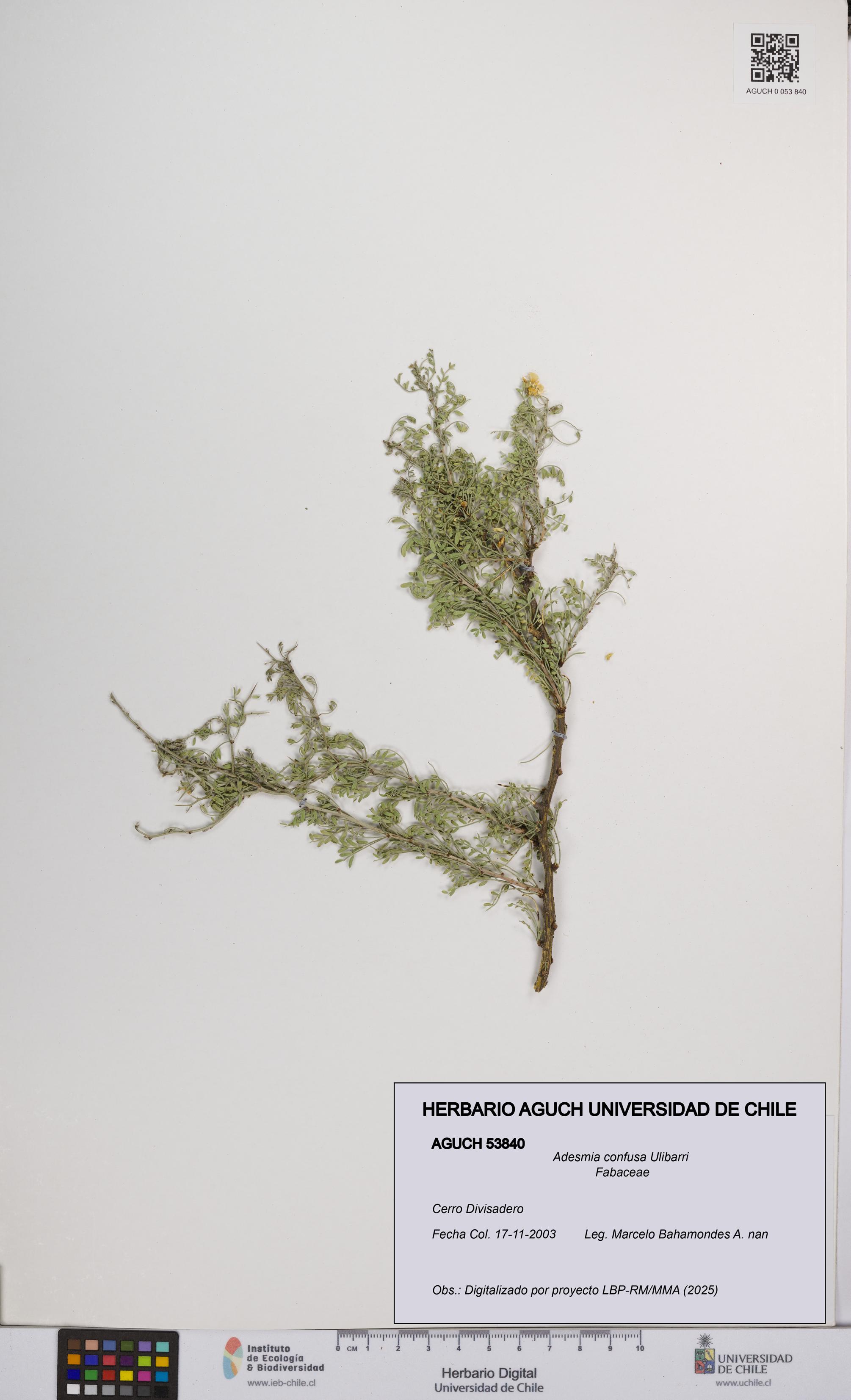 Adesmia confusa [Espécimen: UCH:AGUCH:0053840]