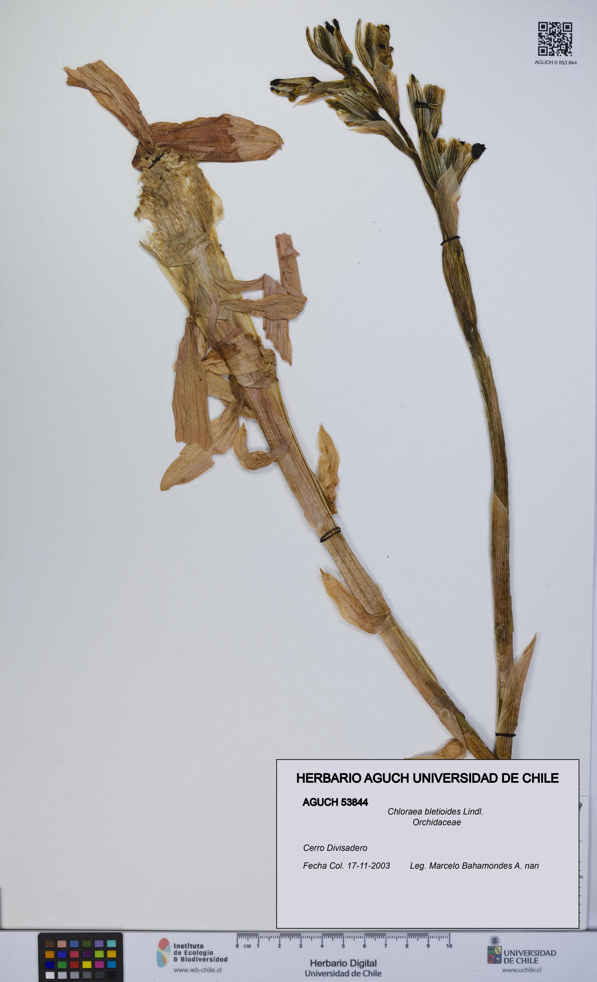 Chloraea bletioides [Espécimen: UCH:AGUCH:0053844]
