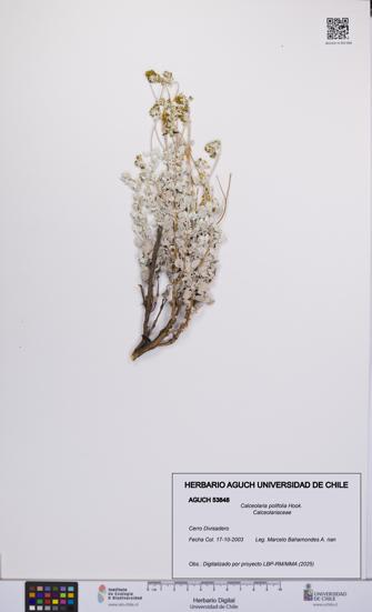 Calceolaria polifolia [Espécimen: UCH:AGUCH:0053848]