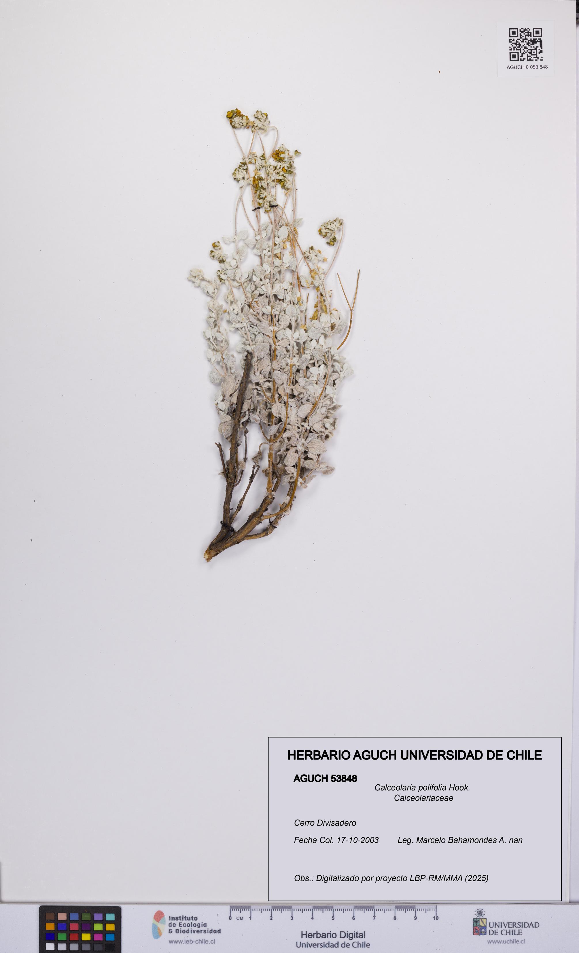 Calceolaria polifolia [Espécimen: UCH:AGUCH:0053848]