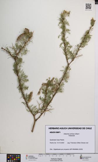 Adesmia confusa [Espécimen: UCH:AGUCH:0053871]