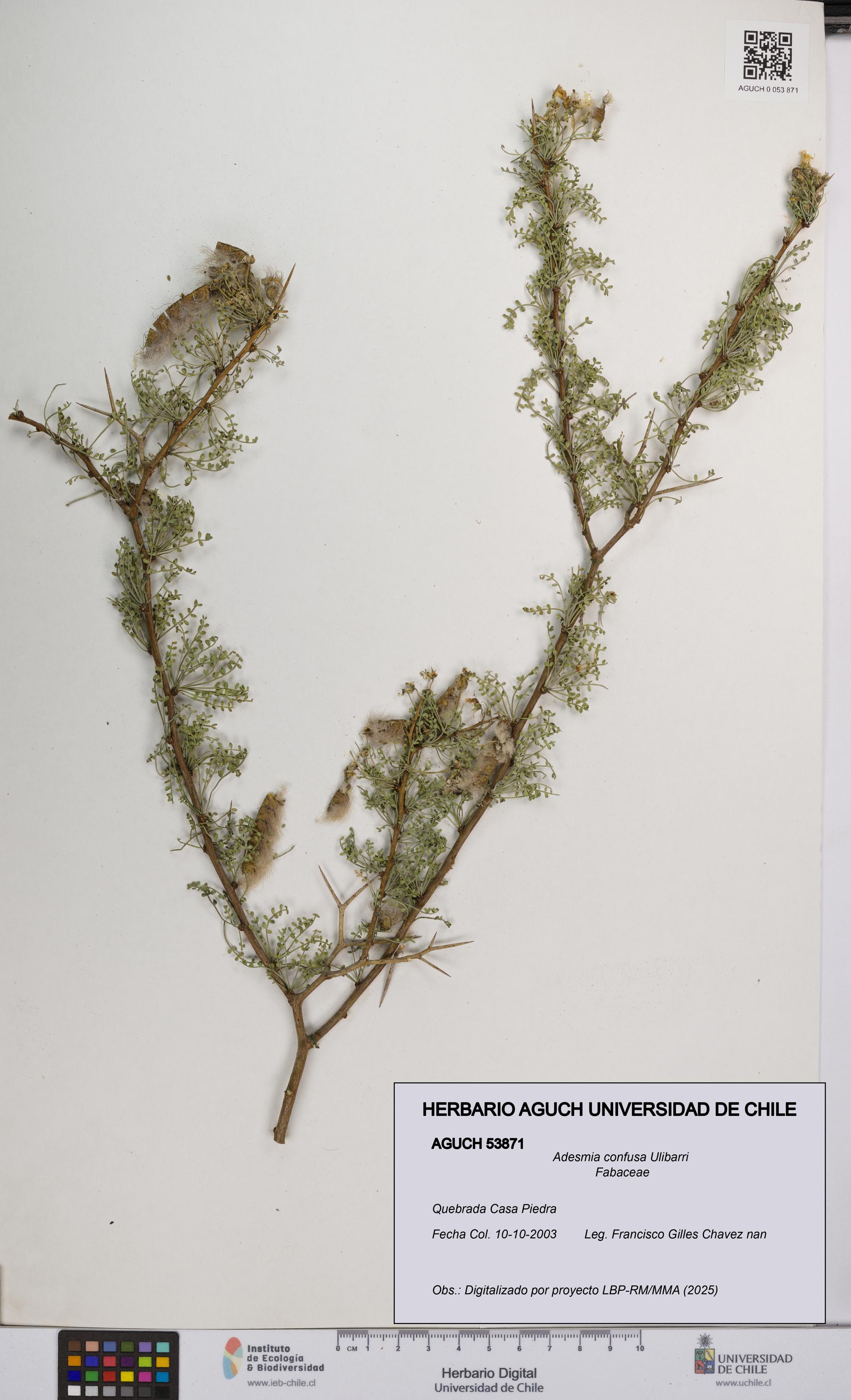 Adesmia confusa [Espécimen: UCH:AGUCH:0053871]