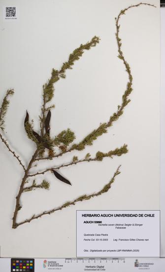 Vachellia caven [Espécimen: UCH:AGUCH:0053890]