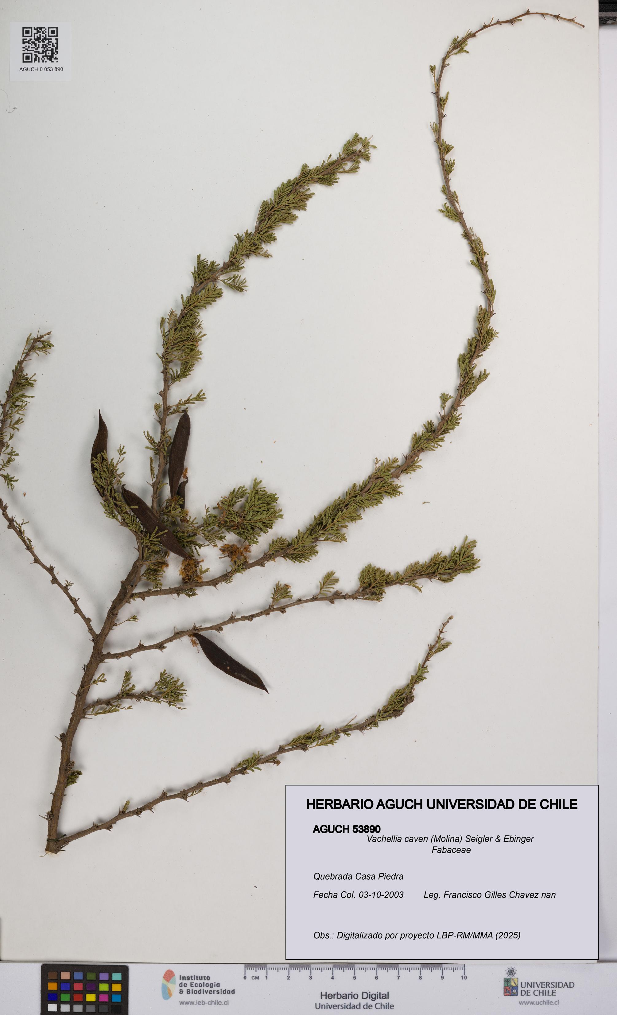 Vachellia caven [Espécimen: UCH:AGUCH:0053890]