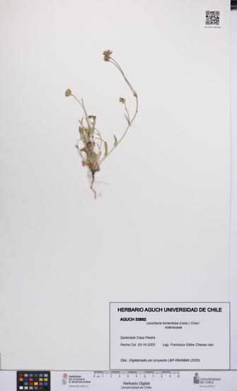 Leucheria tomentosa [Espécimen: UCH:AGUCH:0053892]