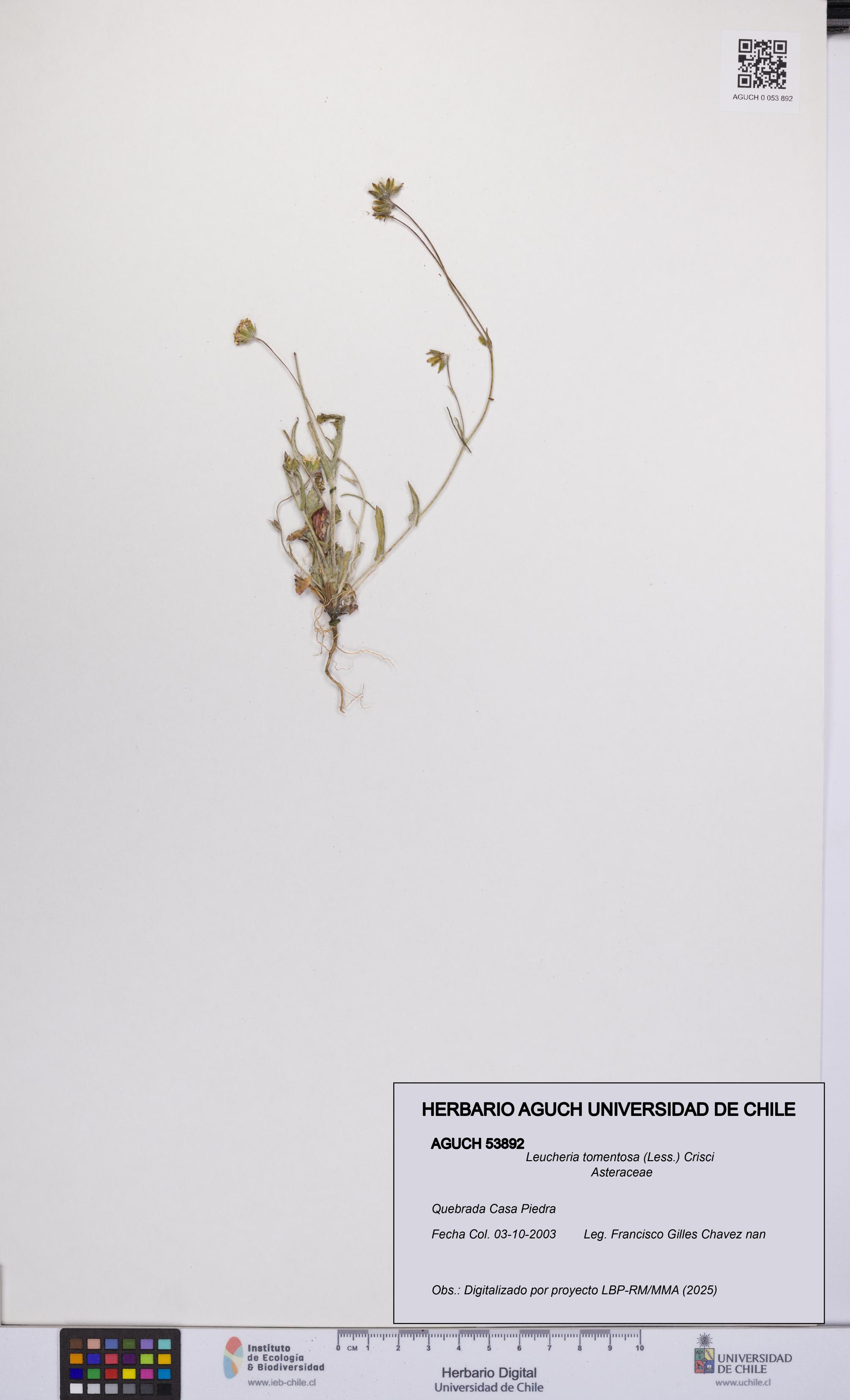 Leucheria tomentosa [Espécimen: UCH:AGUCH:0053892]