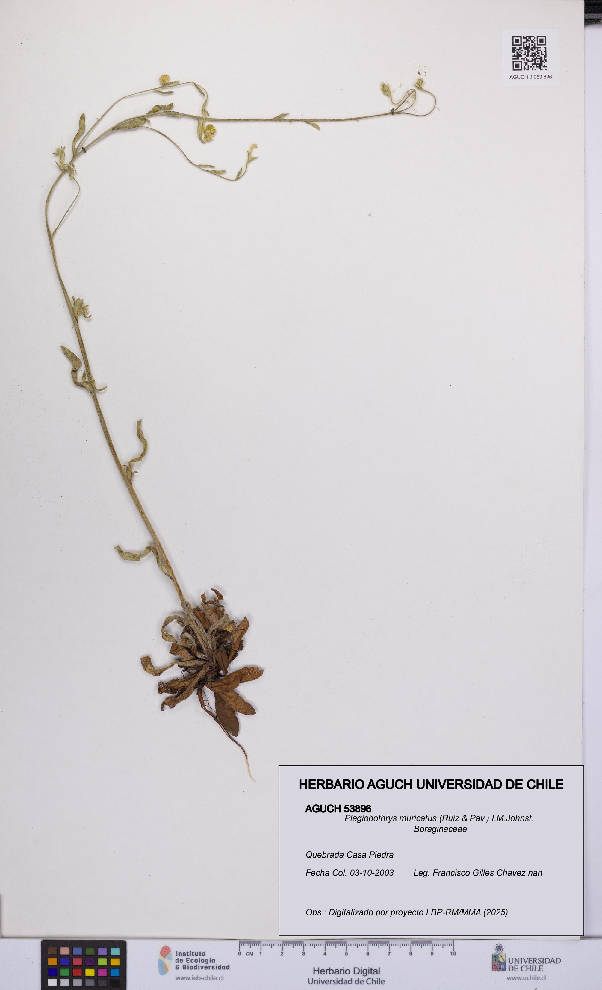 Plagiobothrys muricatus [Espécimen: ]