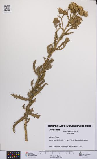 Senecio adenotrichius [Espécimen: UCH:AGUCH:0053948]