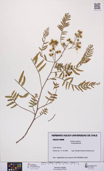 Schinus areira [Espécimen: UCH:AGUCH:0053958]