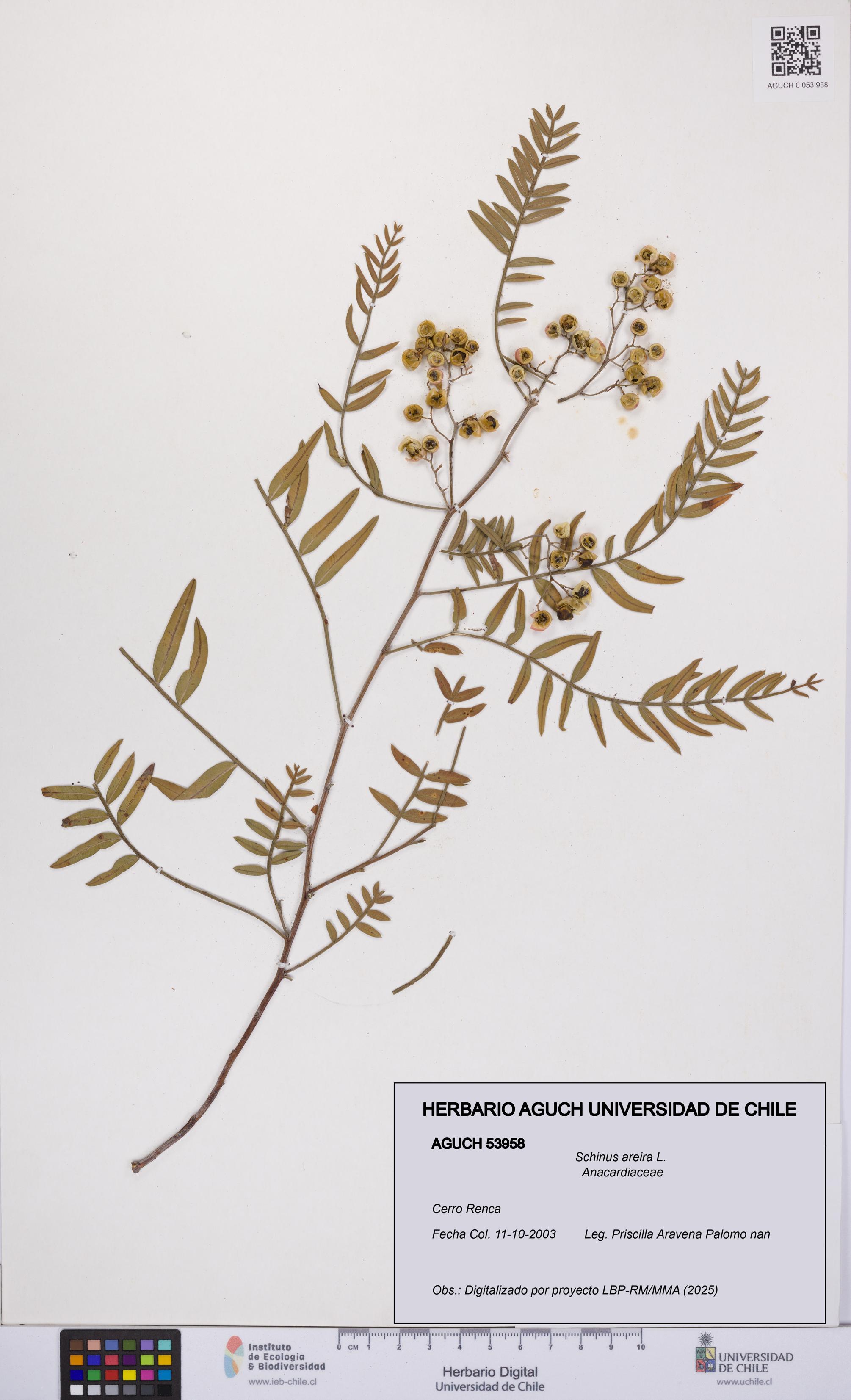 Schinus areira [Espécimen: UCH:AGUCH:0053958]