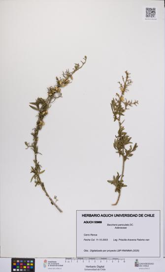 Baccharis paniculata [Espécimen: UCH:AGUCH:0053969]